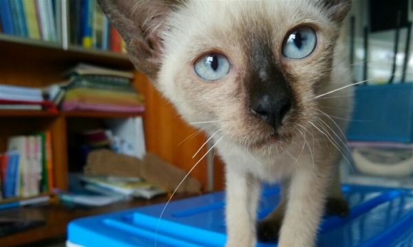 自家生养暹罗猫2个半月大有公母