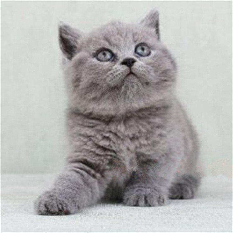 广东广州双血统蓝猫多少钱能买
