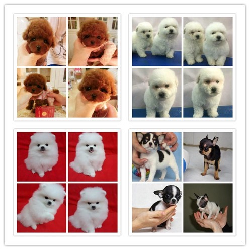 广州宠物养殖基地直销世界各类名犬 宠物狗 现场挑选 送货到家