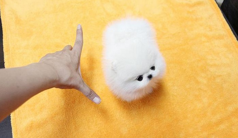 纯种哈多利版球体博美幼犬 肩高不超18厘米不超过3斤
