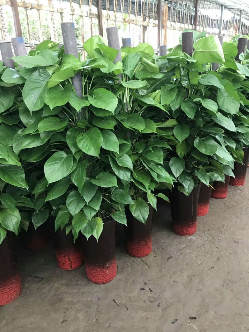 静海区绿植租赁有限公司