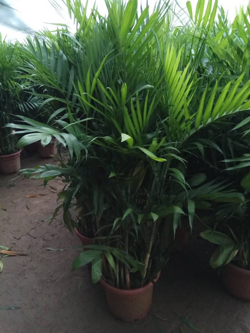 天津市绿植租摆花卉租赁海明园艺