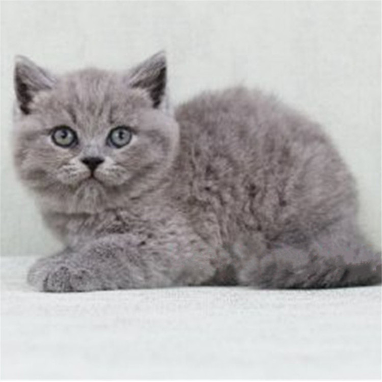天津大港双血统英短蓝猫一般多少钱一只