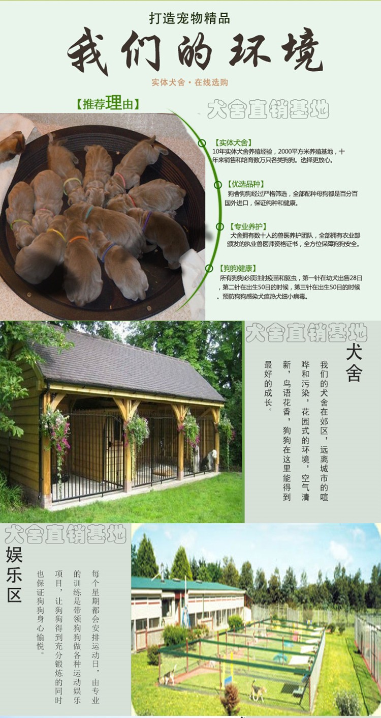 天津宠物养殖基地直销世界各类名犬 宠物狗 现场挑选 送货到家