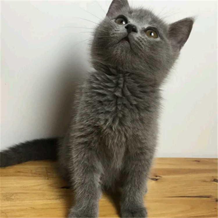 天津滨海新区纯血蓝猫到手价格
