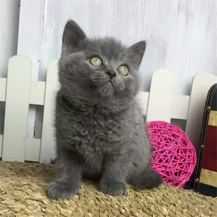 天津滨海新区纯血蓝猫到手价格