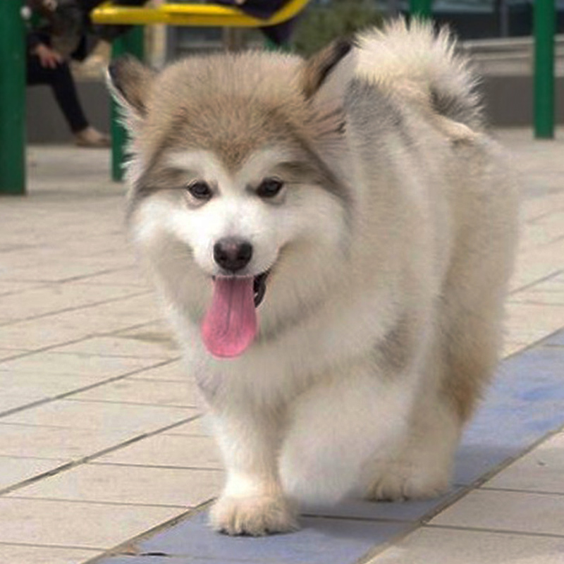 天津宝坻犬舍直销阿拉斯加到手价格