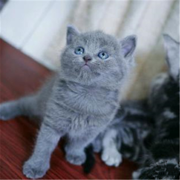 天津宝坻双血统英短蓝猫一般多少钱