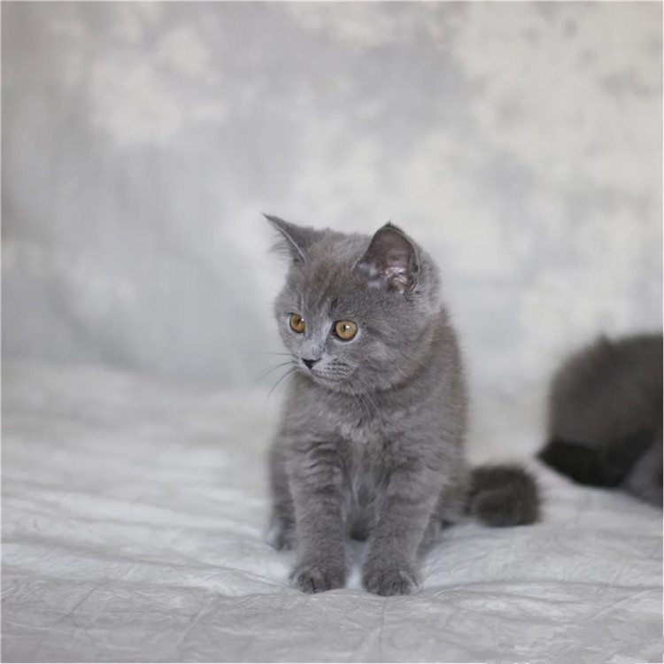 天津宝坻双血统英短蓝猫一般多少钱