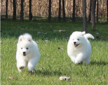 厦门本地出售 精品萨摩耶犬,疫苗驱虫已做,可视频