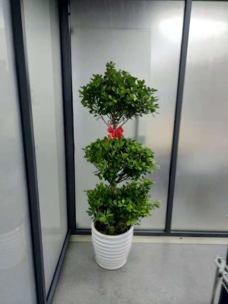 哈尔滨绿植租摆,哈尔滨花卉租赁,哈尔滨绿植租赁,哈尔滨植物出