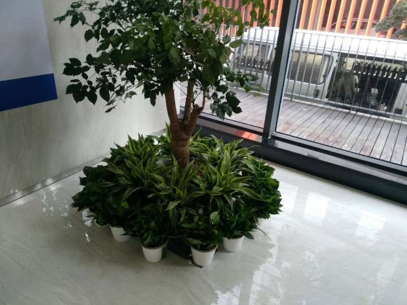哈尔滨绿植租摆 酒店 写字楼花卉租赁配送