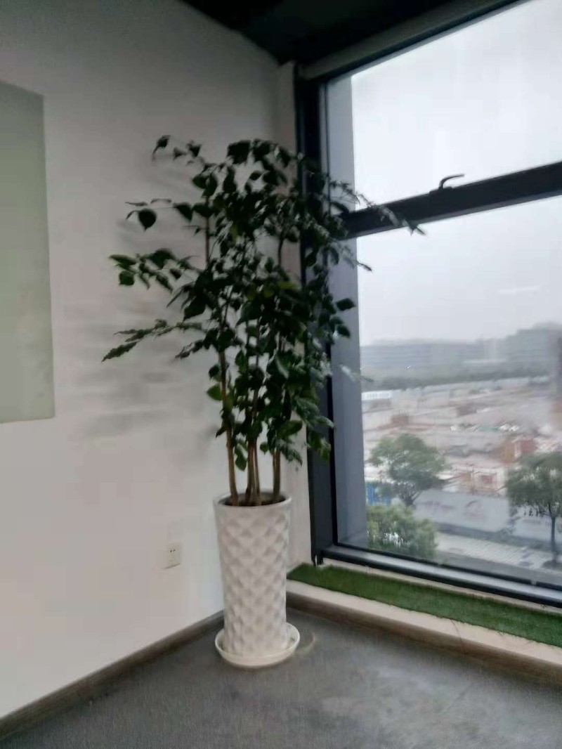 哈尔滨未来科技城绿植花卉租摆租赁配送