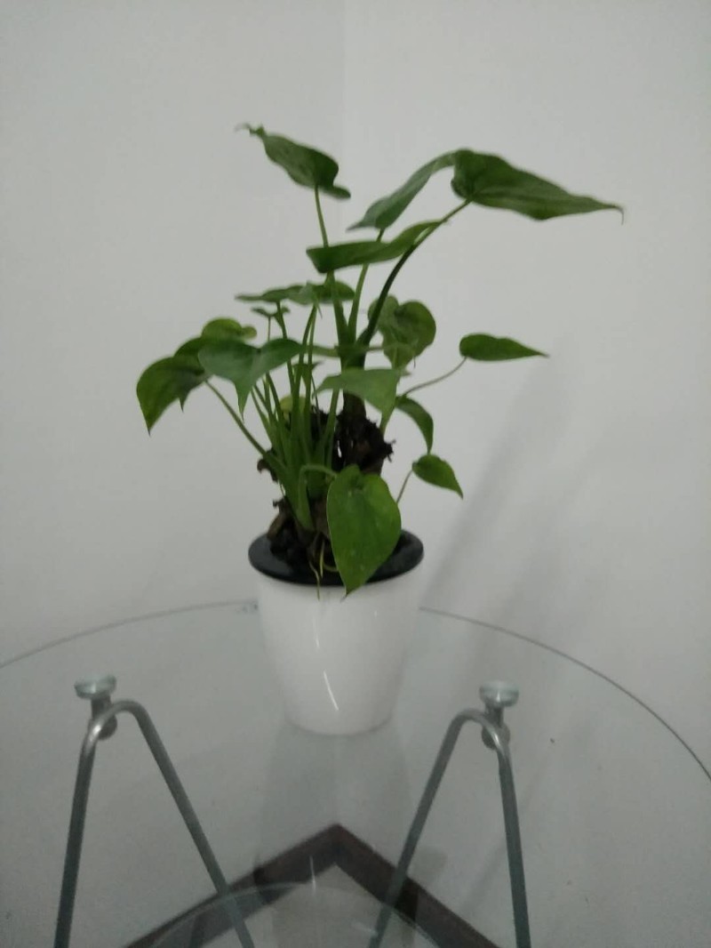 哈尔滨淳安花卉绿植租赁租摆专业服务供应商