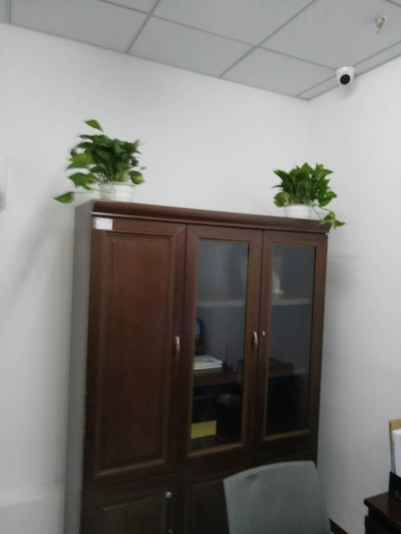 哈尔滨淳安花卉绿植租赁租摆专业服务供应商