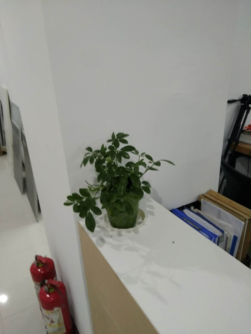 哈尔滨上城花草苗木出售 园林绿化养护