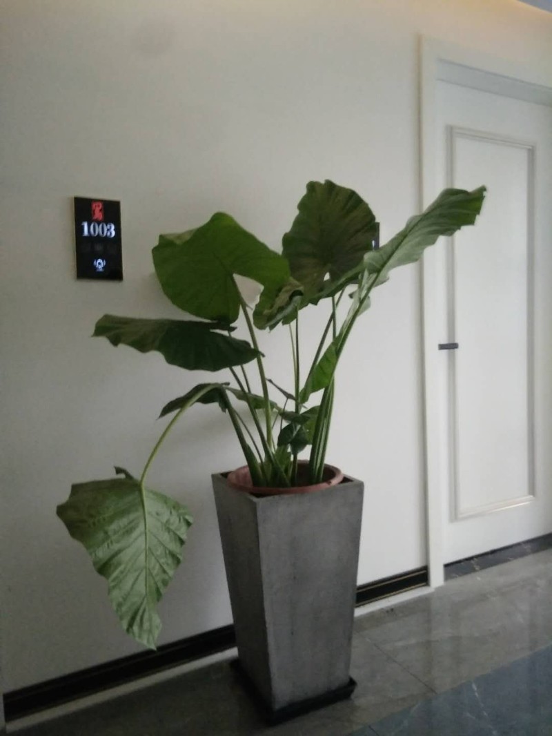 哈尔滨上城鲜花绿植，绿植租摆 养护 盆栽 批发