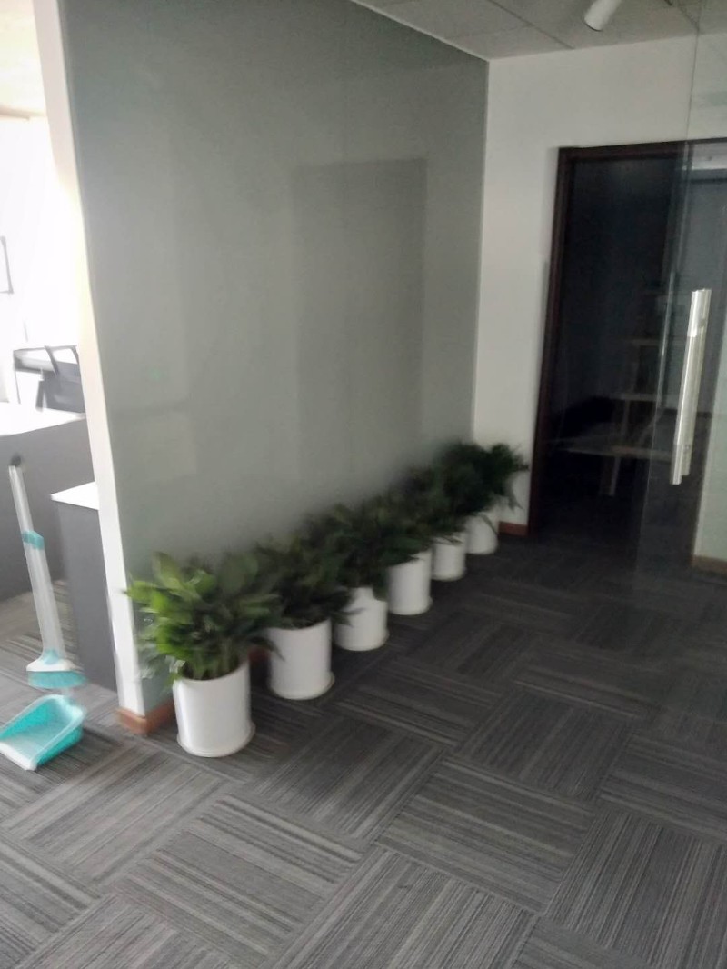 哈尔滨滨江京绿植租售花卉租摆室内外绿化花木批发