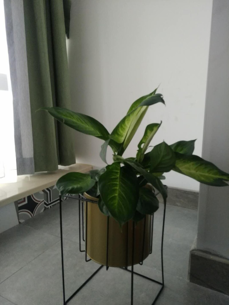 哈尔滨淳安绿植租赁花卉销售苗木批发绿化施工