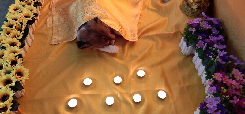哈尔滨狗狗火化 猫猫火化价格 一条龙服务