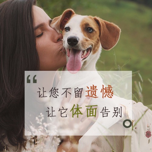 哈尔滨宠物善后-善终宠物一条龙