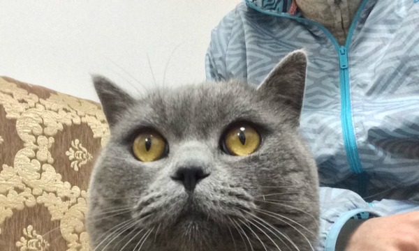 英短蓝猫求配种 免费