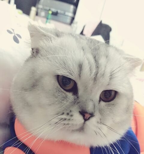 虎斑折耳猫,各种原因不能再养它了,养了三年半了