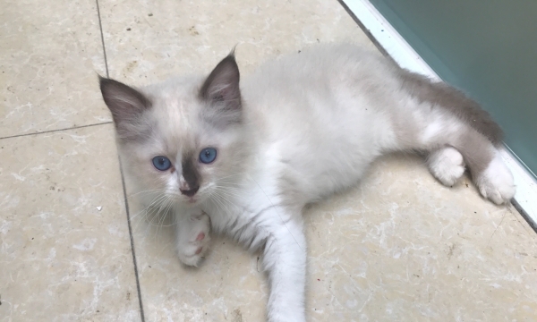 布偶猫ddmm出售