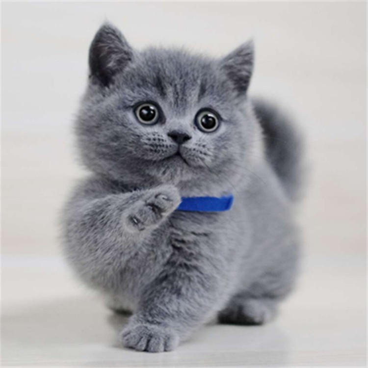 江苏苏州纯种蓝猫多少钱澳血蓝猫价格