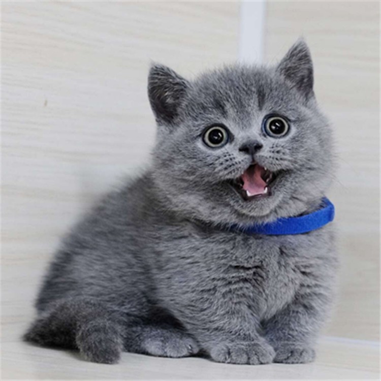 黑龙江哈尔滨纯种蓝猫多少钱澳血蓝猫价格
