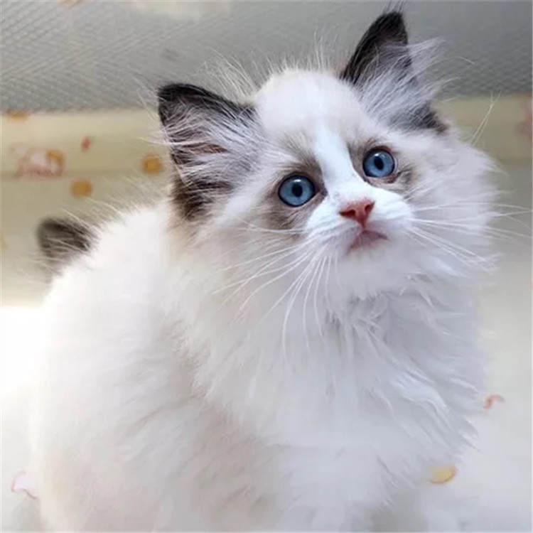 黑龙江哈尔滨布偶猫多少钱双血统布偶幼猫