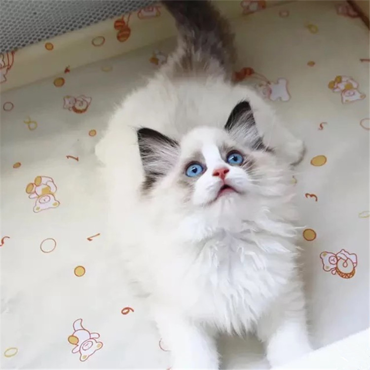 黑龙江哈尔滨布偶猫多少钱双血统布偶幼猫