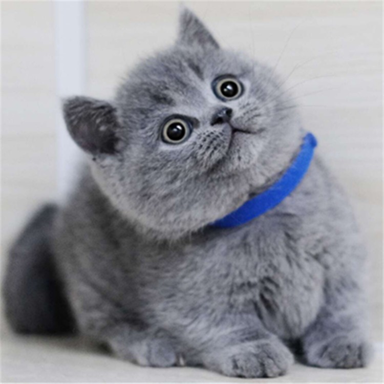 江苏苏州纯种蓝猫多少钱澳血蓝猫价格
