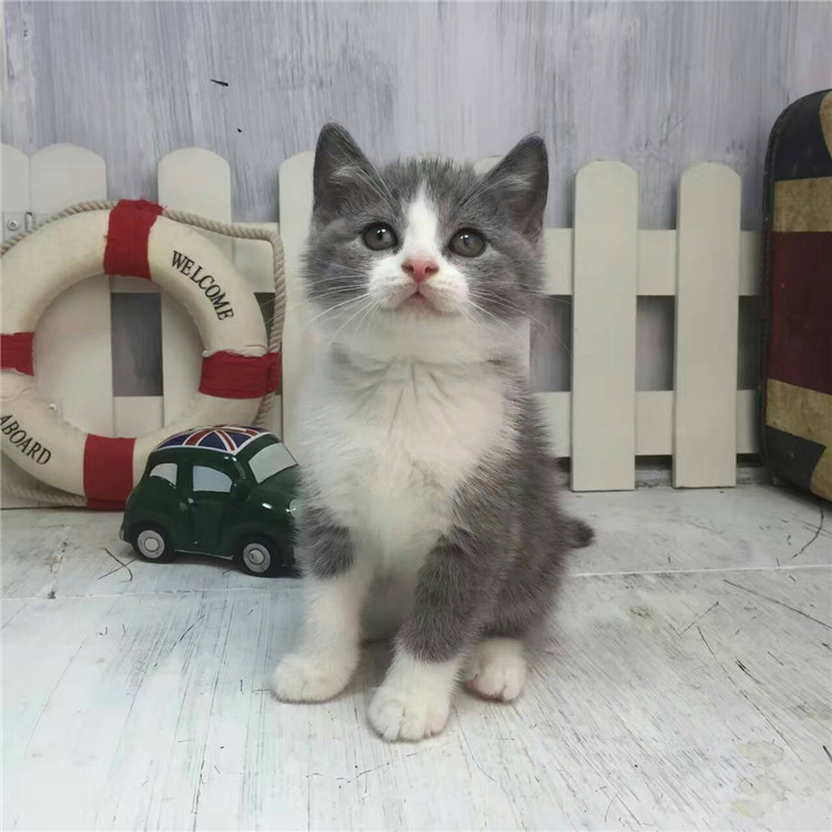 黑龙江哈尔滨英国短毛猫蓝白幼猫一只到手价格