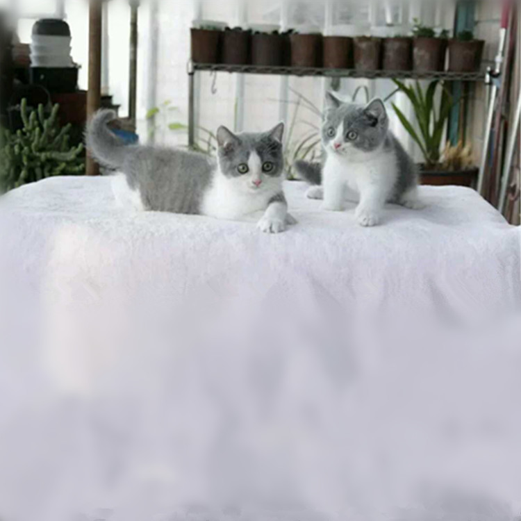 黑龙江哈尔滨英国短毛猫蓝白幼猫一只到手价格