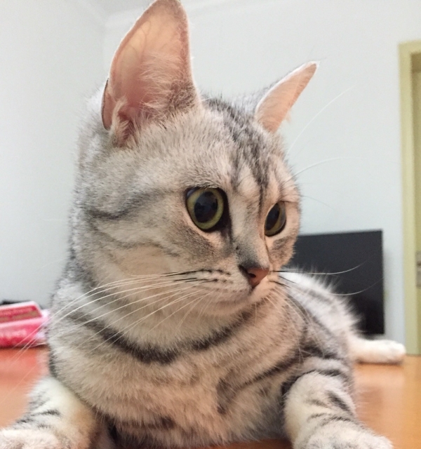 美短家养第一窝