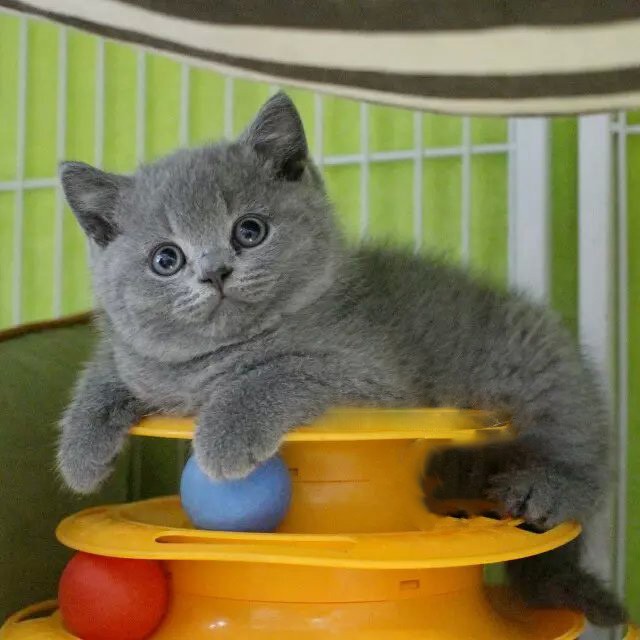 本地猫舍特价出售布偶 英短蓝猫 蓝白 矮脚美短加菲渐层宠物猫