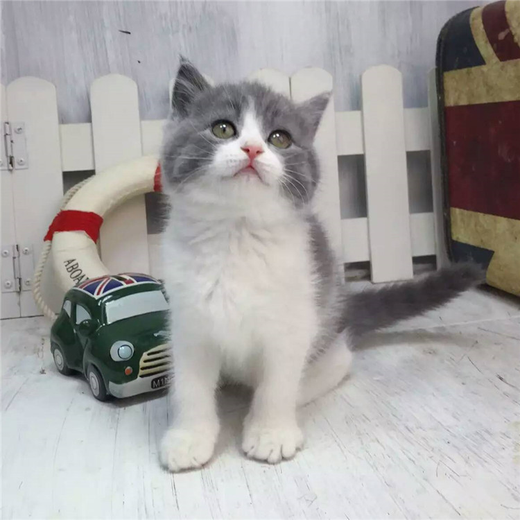 江苏苏州英国短毛猫蓝白幼猫多少钱