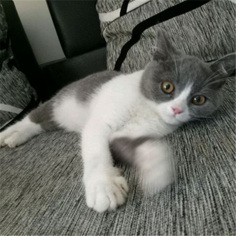 黑龙江哈尔滨英国短毛猫蓝白幼猫多少钱