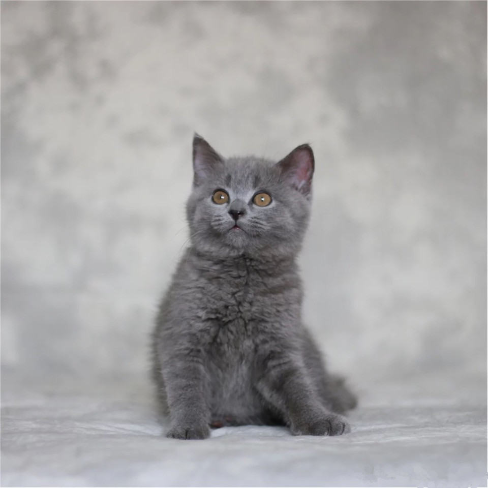 黑龙江哈尔滨纯种蓝猫价格多少