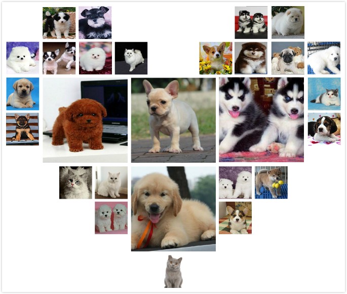 哈尔滨养殖场直销 出售世界名犬丨宠物狗狗丨全国免费送货
