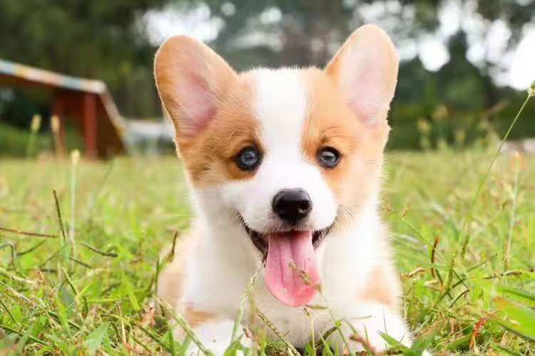 哈尔滨纯种柯基幼犬出售 基地宠物现货挑选 货真价实