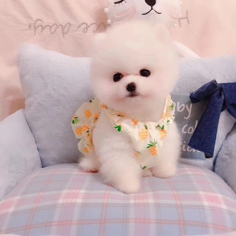 哈尔滨出售纯种博美犬幼犬哈多利球形俊介犬哈尔滨博美