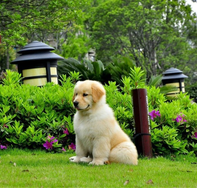 哈尔滨精品金毛幼犬出售 本地狗多只可选 健康