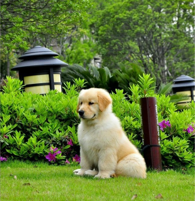 哈尔滨精品金毛幼犬出售 本地狗多只可选 健康