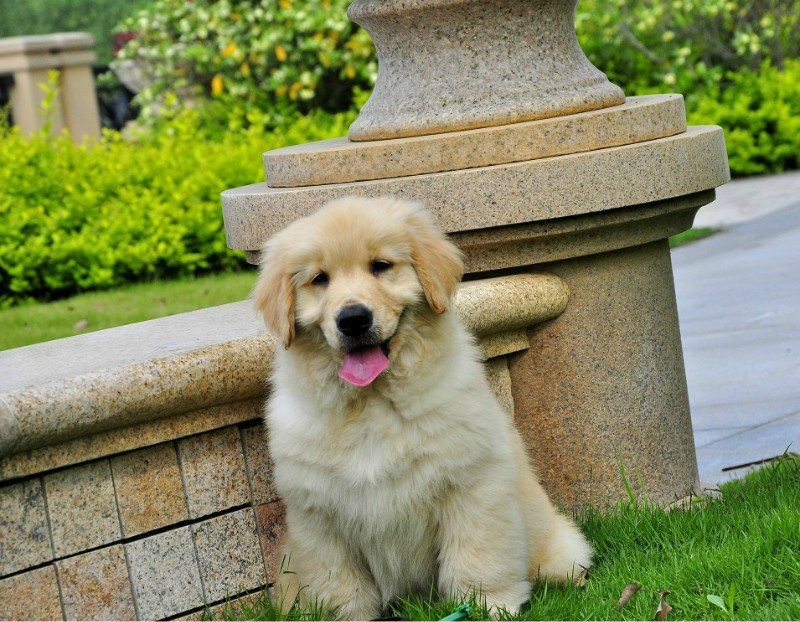哈尔滨精品金毛幼犬出售 本地狗多只可选 健康