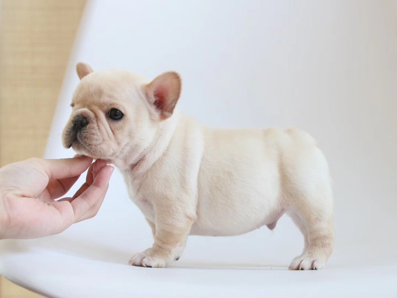哈尔滨出售纯种法国斗牛犬幼犬宠物狗