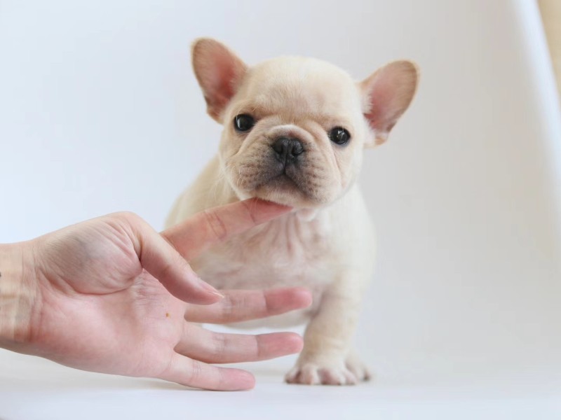 哈尔滨出售纯种法国斗牛犬幼犬宠物狗