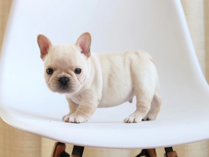 哈尔滨出售纯种法国斗牛犬幼犬宠物狗