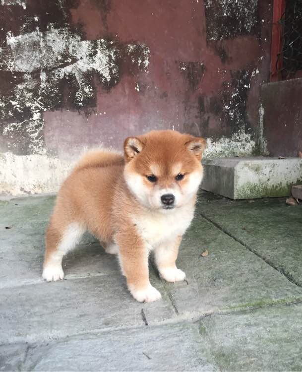 苏州本地犬舍宠物店出售纯种柴犬日系豆柴